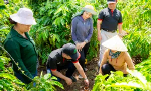 Nescafé Plan và 14 năm chuyển đổi canh tác cà phê bền vững Nescafé Plan và 14 năm chuyển đổi canh tác cà phê bền vững