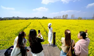 Những trải nghiệm tại lễ hội hoa cải lớn nhất thế giới Những trải nghiệm tại lễ hội hoa cải lớn nhất thế giới